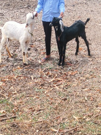 બકરી વેચવાની છે