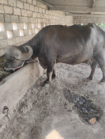 ભેંશ વેચવાની છે.