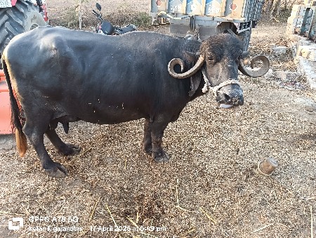 ભેંસ વેચવાની સે