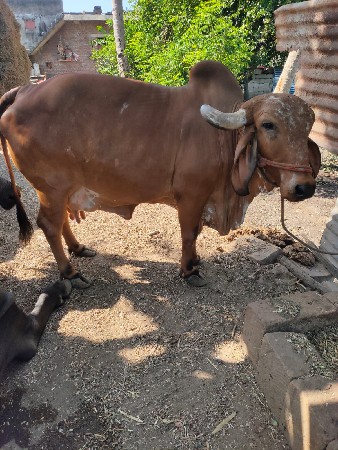 વીહાણ મા ૧૫ દિવસ ની વાર છે