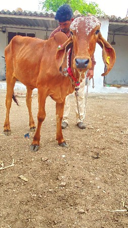 थंबनेल 2