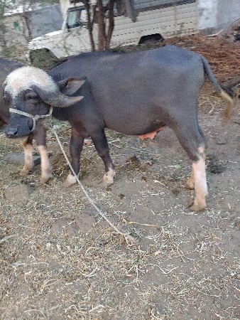 પાડા ત્રણ વેચવાના છે જેને લેવાના હ