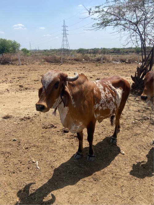 થંબનેલ 2