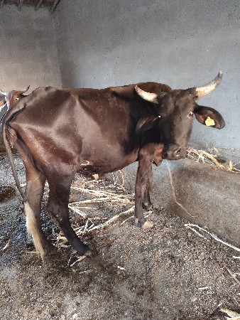 ક્રોસ ગાય