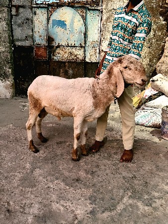 એક ઘેટો સે દોઢ વર્ષનો છે