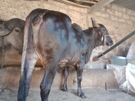 આ ગાયનું ત્રીજુ વેતર છે.