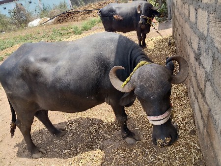 थंबनेल 2