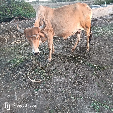 હોડકી વેચવાની છે સોજી છે