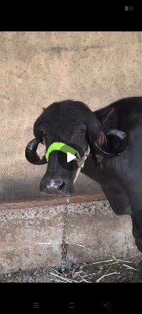 જાફરાબાદી ટોપલી ખડાય છે