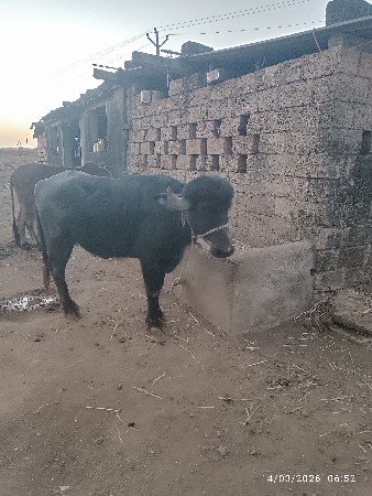 થંબનેલ 2