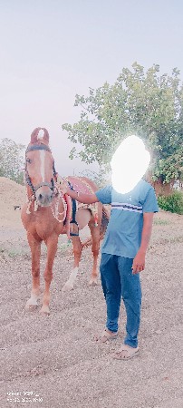 કાઠીયાવાડી હે