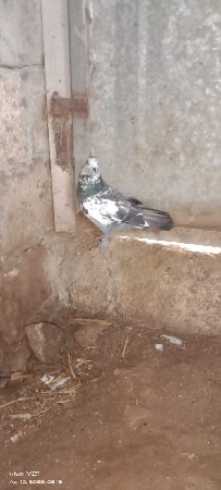 थंबनेल 2