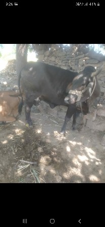 ગાય વેસવાની છે