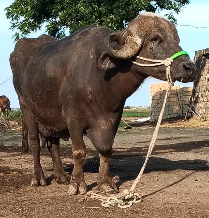 બે ભેંસ વેચવાની છે
