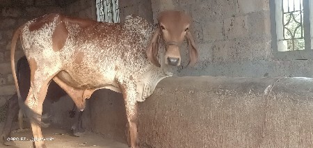 વાસળો દેવાનો છે