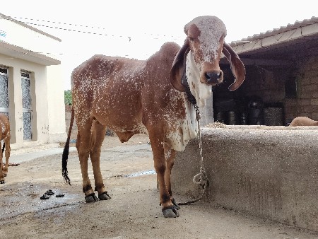 થંબનેલ 2