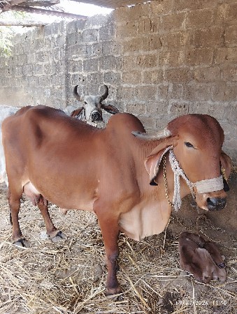 ગાય વેચવાની છે