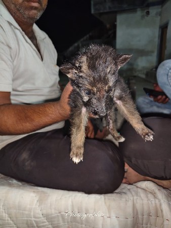 female વેસવાનું સે