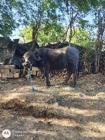 પાડો વેચવાનો છે