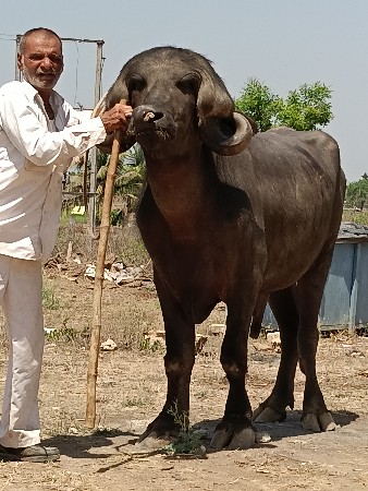 જાફરાબાદી પાડો વેચવાનો છે