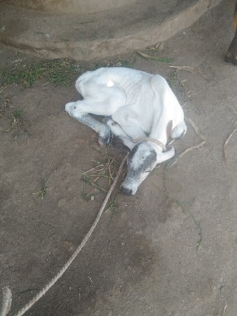 ગાય વેચવાની છે