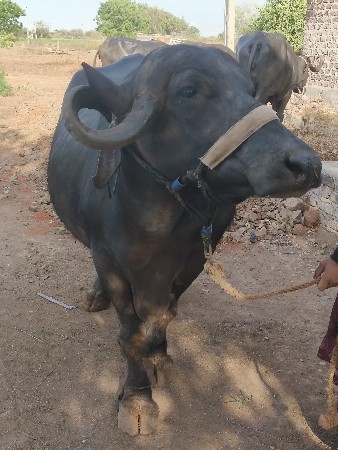 થંબનેલ 2