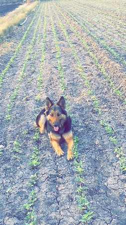 Sara m Sari fimel devani se