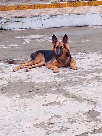 Gsd female vechavani se