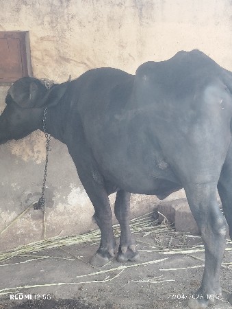 ખળેલી વેચવાની છે