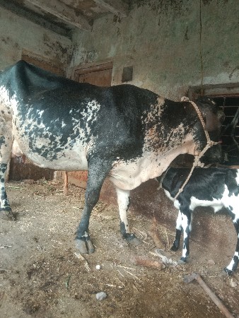 કૌચ.બીજુ.વેટર.