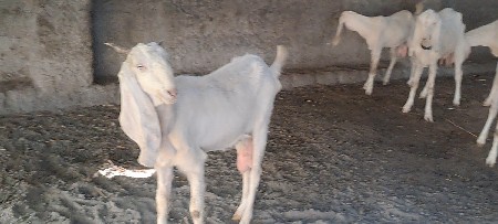 હૈદ્રાબાદી પતીરા બકરી બકરા