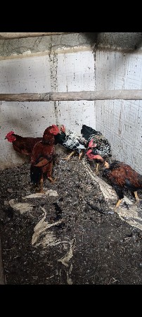 ગરદન ઘટો મુરઘો વેચવાનો છે દેશી