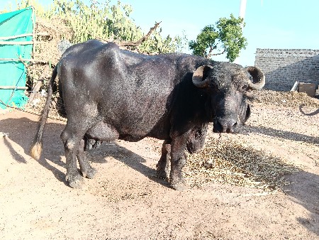 थंबनेल 2