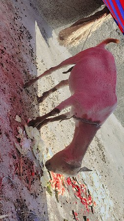 1 barbari ne 1 dasi bakri