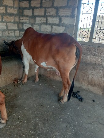 આ ગાય વેચવા ની છે.