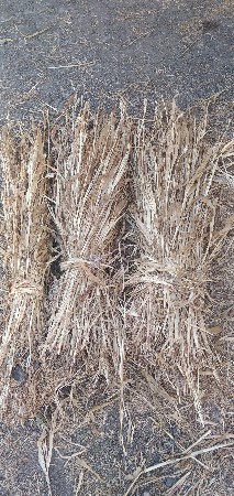 સાર વેસવાની છે