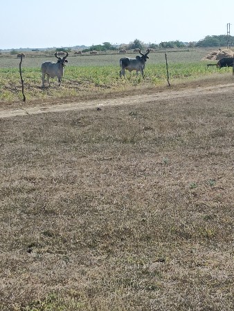 ઘોડલાં..વેશવાનાશે