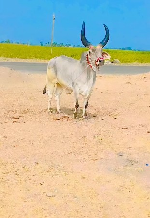 મારવા દેવાની ટોટલ જવાબદારી થી વેચવ