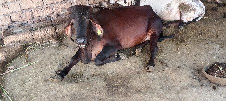 ગાયનાસાડાકરવાનાછે