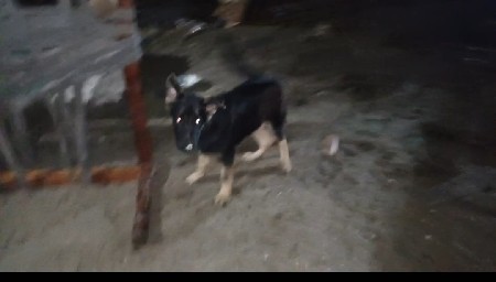 જર્મન મેલ ત્રણ મહિનાનું બધી વાંચીન