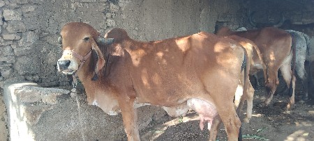 ગાય એમ નમ દઈ દેવાની છે