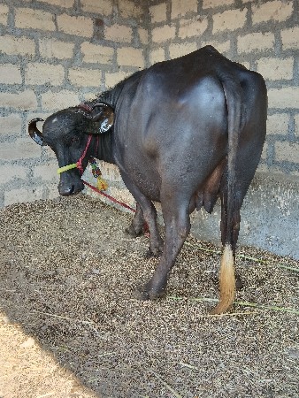 સાટાપણકરવાનાછે