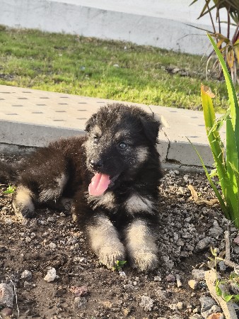 Jarman sefad original