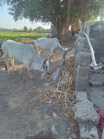 ઠાલા હાલે