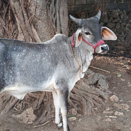 ઓરીજનલ કાંકરેજ