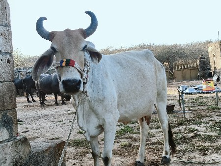 थंबनेल 2