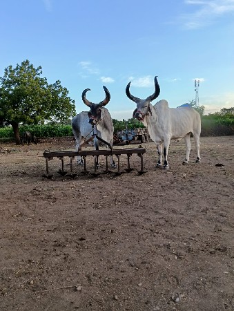 વેસવાના