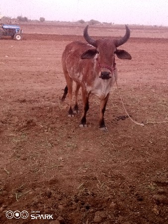 થંબનેલ 2