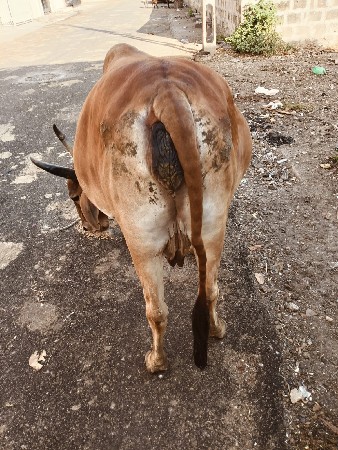 થંબનેલ 3