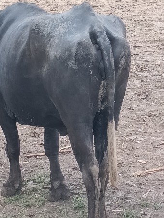 વેત બીજુ છે